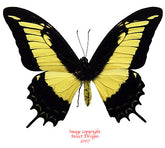 Heraclides androgeus (Peru)